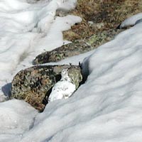 Ptarmigan, something you often see during spring skiing in Colorado.