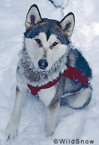 Backcountry skiing dog.