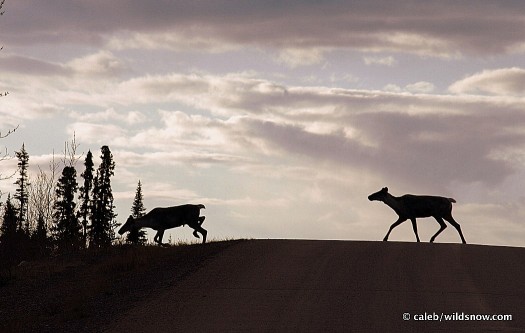 caribou_crossing
