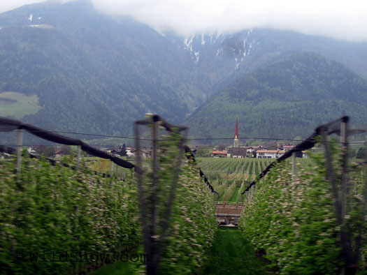 Apple orchards in the Etsch River valley