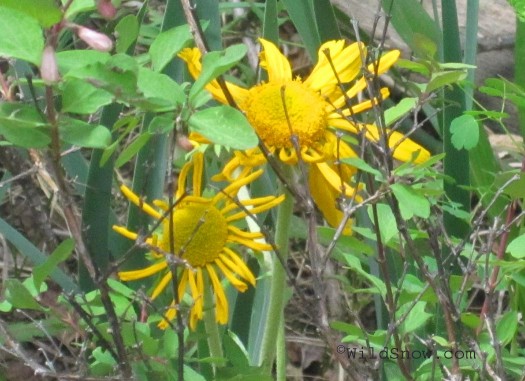 alpine sunflower