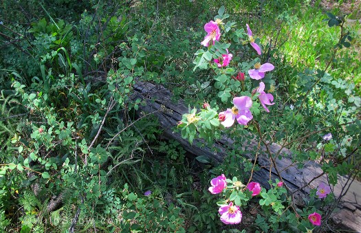 Wild roses on land slated to be taken from public ownership.