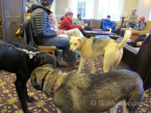 Only in Crested Butte would dogs dominate a public meeting.