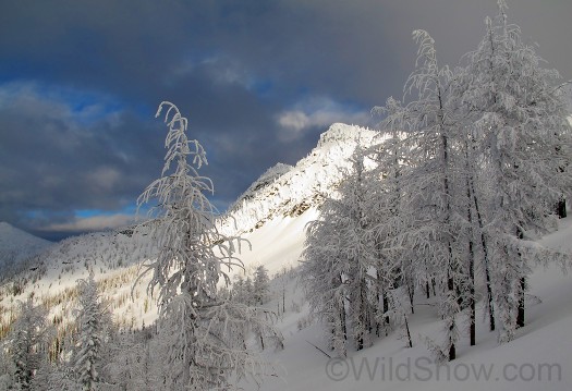 Mountain alder at Whitewater backcountry, Nelson.