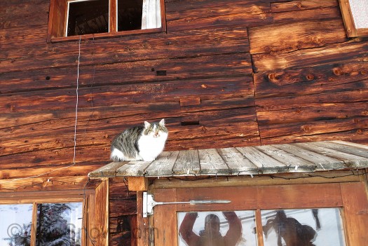 Powdercat or hutcat?