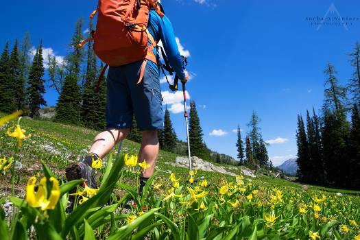 The trail in from Slate Pass has no shortage of glacier lilies.