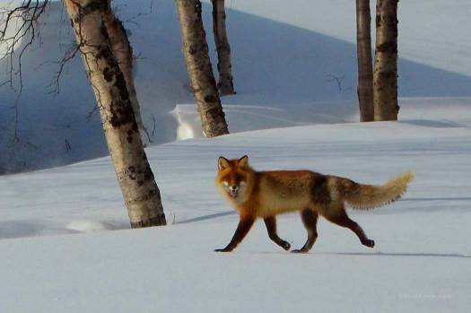 The red fox is not native to the area but it is happy to pose for pictures.