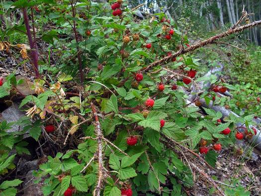 Along the trail, you may be lucky to find a patch of wild raspberries.  They're tiny but pack more flavor than a pound of the grocery store variety.