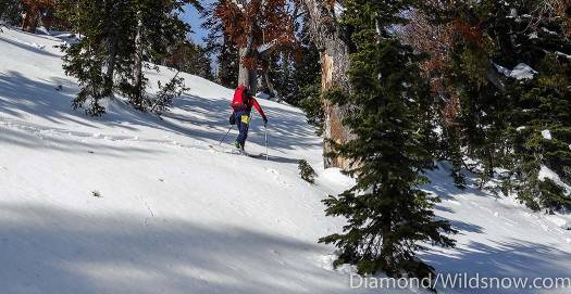 Anton Sponar breaks trail in spring-like snow.