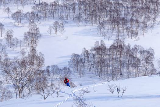 Skiing pow through the cool Japanese trees in the Nito area on the way to the onsen.