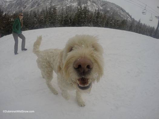 Our furry friend, Skookum playing in the snow at Eagle Crest ski resort unfortunately closed due to low snow coverage. However, we did see lots of folks touring up there. Conditions looked good! Next time we are bringing skis for sure.
