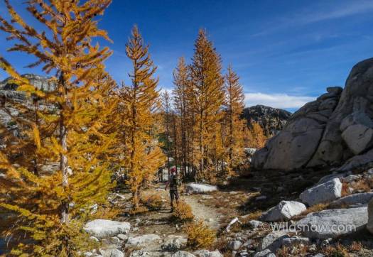 We don't get much fall colors in Washington, but larches make up for it. 