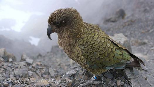 The super smart alpine parrot of New Zealand, the kea.  Photo:  B. Fredlund.