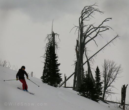 Skiing down glades opened by past wildfires.