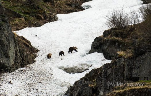 We scared off this big mama and two cubs when we parked our car at the trailhead. We slept with the bearspray close at hand that night.