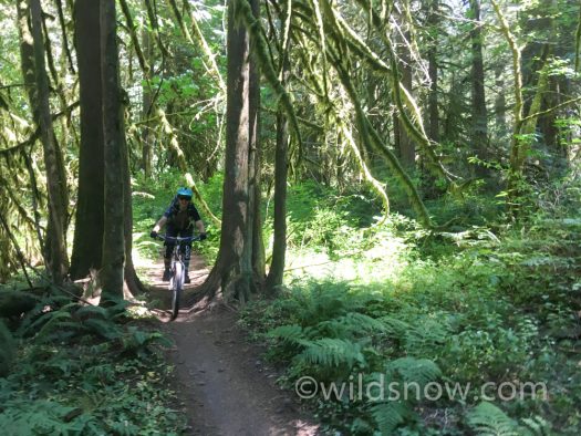 Quite the contrast from the high alpine ecosystem on Hood, to the lush forests at lower elevation.