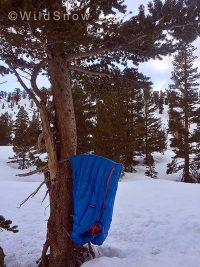 Promo shot on a Sierra pine. An excellent sleeping bag for a spring Sierra ski traverse.