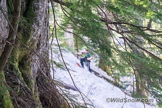 Mike tries to avoid carrying his skis through the forest.