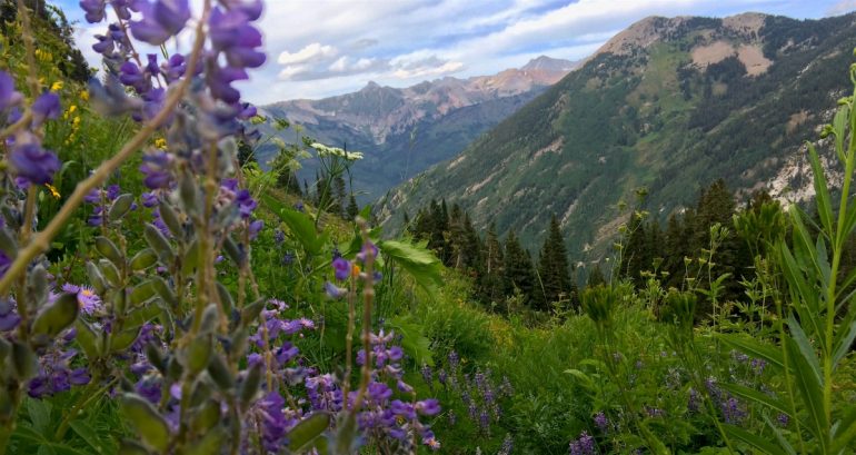 Wildflowers fill a favorite ski line and neighboring peaks are bare.