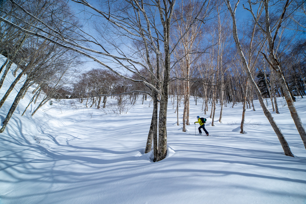 Skiing through endless trees, hunting for better snow around Tsugaike 