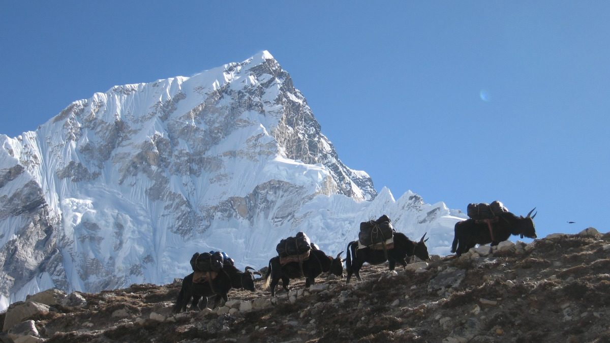 A yak team carries gear out of Everest Base Camp back in 2009. This year, Covid has wracked Nepal and complicated the spring climbing season.