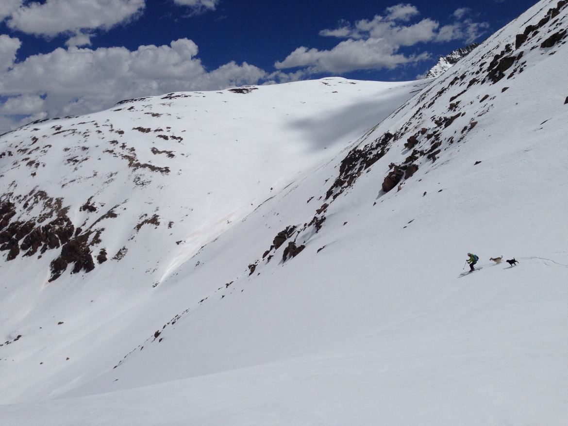 Finding the goods with the pups: Leadville, CO.